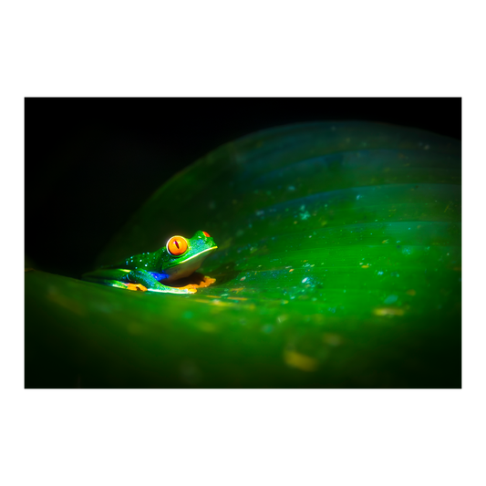 Frog #1